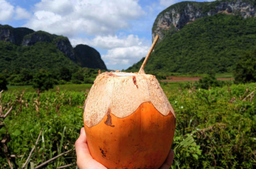 Bevendo latte di cocco a Vinales